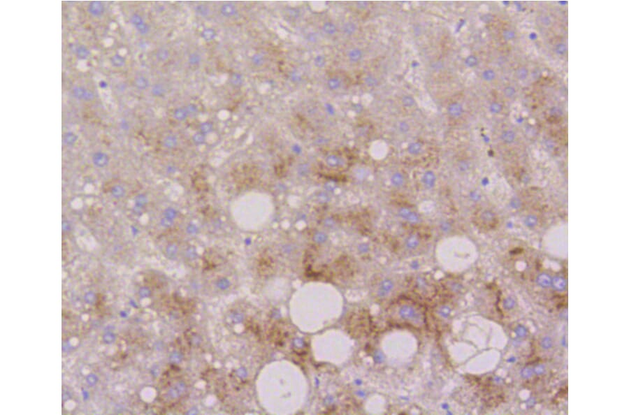 Immunohistochemistry - Anti-LAMP2 Antibody (A10954) - Antibodies.com