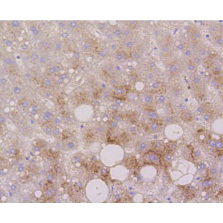 Immunohistochemistry - Anti-LAMP2 Antibody (A10954) - Antibodies.com