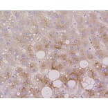 Immunohistochemistry - Anti-LAMP2 Antibody (A10954) - Antibodies.com