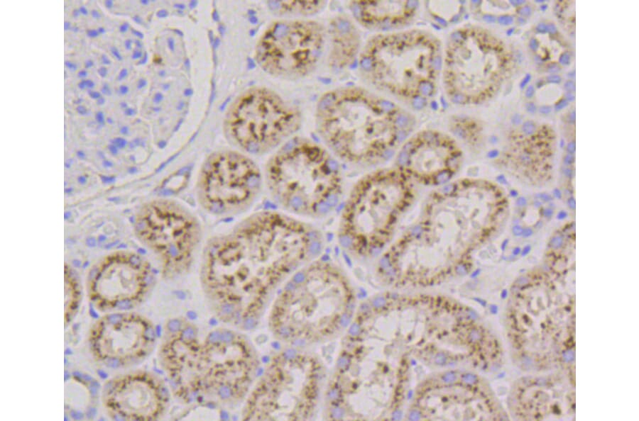 Immunohistochemistry - Anti-LAMP2 Antibody (A10954) - Antibodies.com