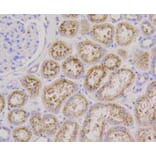 Immunohistochemistry - Anti-LAMP2 Antibody (A10954) - Antibodies.com