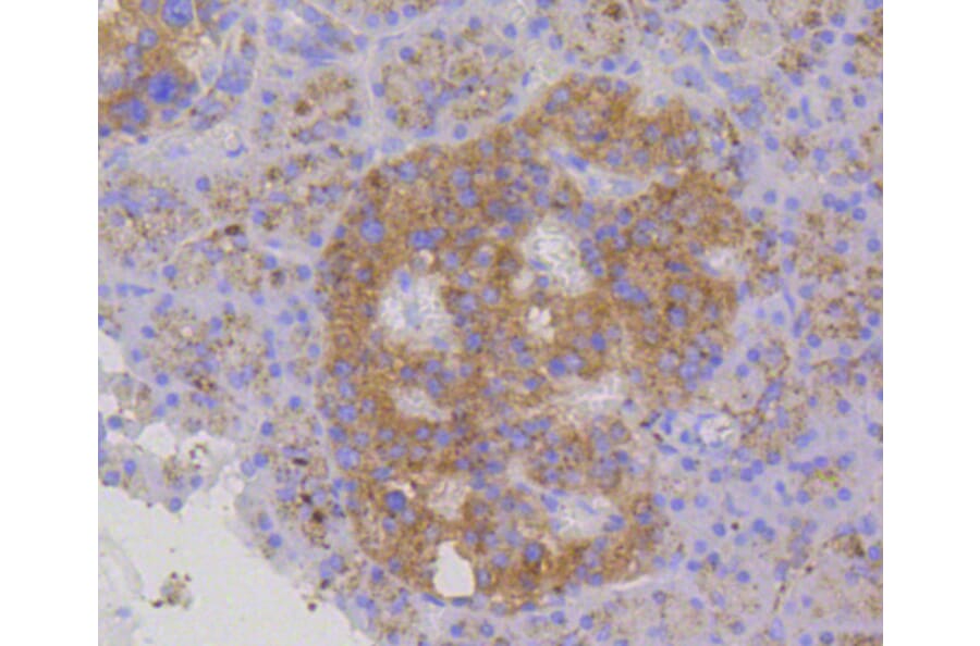 Immunohistochemistry - Anti-LAMP2 Antibody (A10954) - Antibodies.com