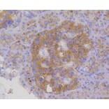 Immunohistochemistry - Anti-LAMP2 Antibody (A10954) - Antibodies.com
