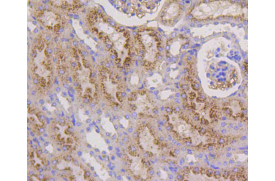 Immunohistochemistry - Anti-LAMP2 Antibody (A10954) - Antibodies.com