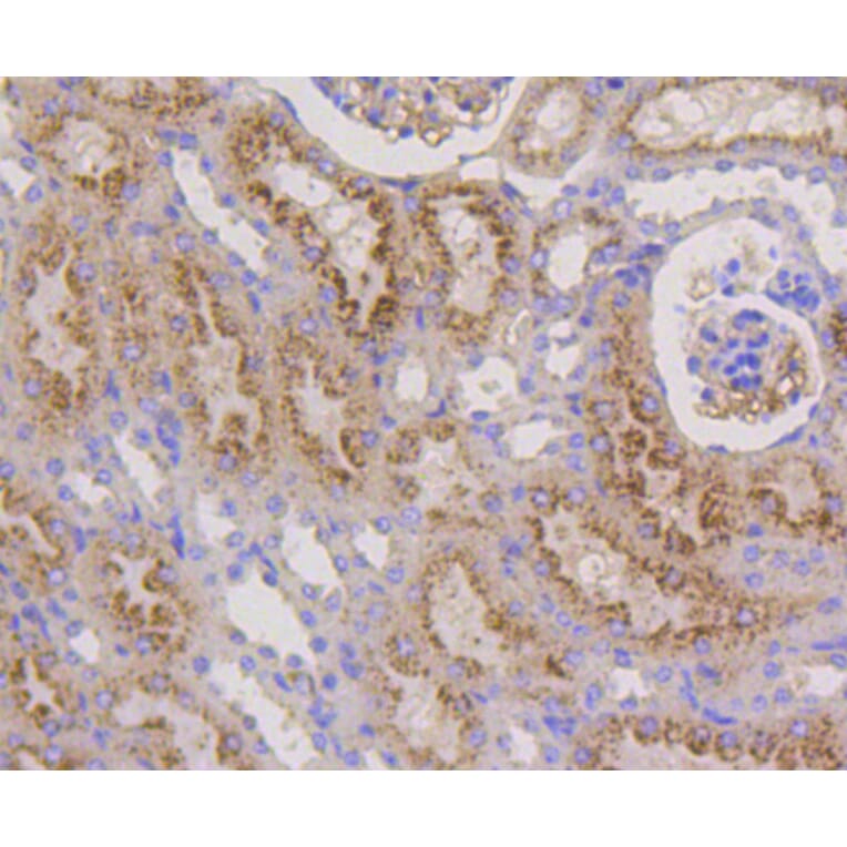 Immunohistochemistry - Anti-LAMP2 Antibody (A10954) - Antibodies.com