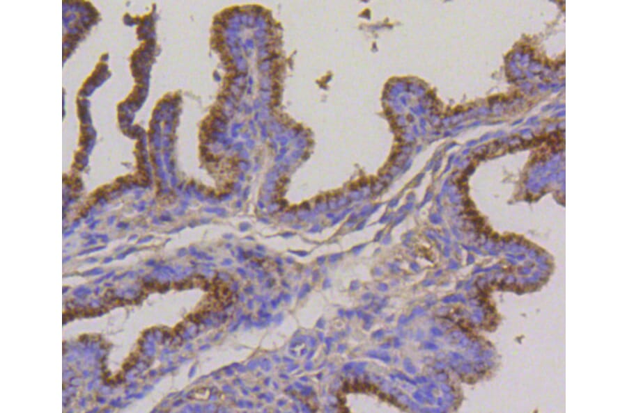 Immunohistochemistry - Anti-LAMP2 Antibody (A10954) - Antibodies.com