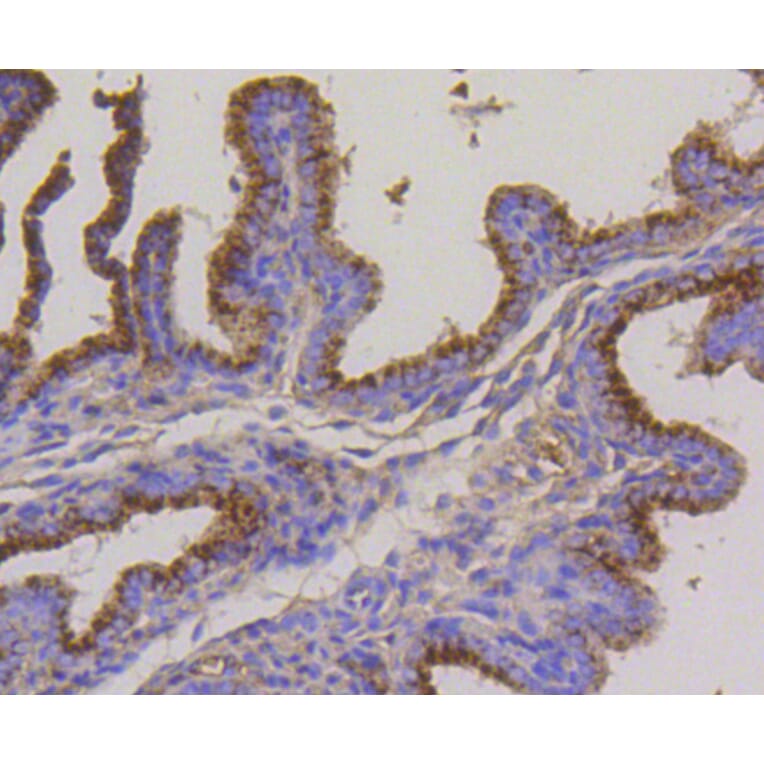 Immunohistochemistry - Anti-LAMP2 Antibody (A10954) - Antibodies.com