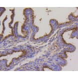 Immunohistochemistry - Anti-LAMP2 Antibody (A10954) - Antibodies.com