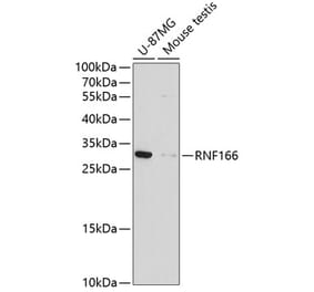 Western Blot - Anti-RNF166 Antibody (A13161) - Antibodies.com