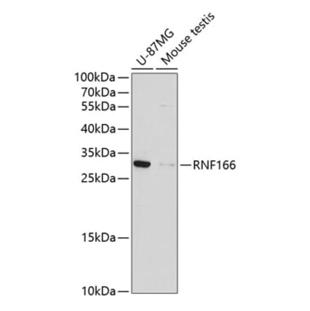 Western Blot - Anti-RNF166 Antibody (A13161) - Antibodies.com