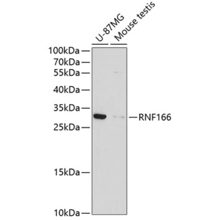 Western Blot - Anti-RNF166 Antibody (A13161) - Antibodies.com