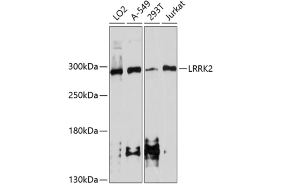 Western Blot - Anti-LRRK2 Antibody (A10959) - Antibodies.com