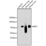 Western Blot - Anti-LRP1 Antibody (A10963) - Antibodies.com