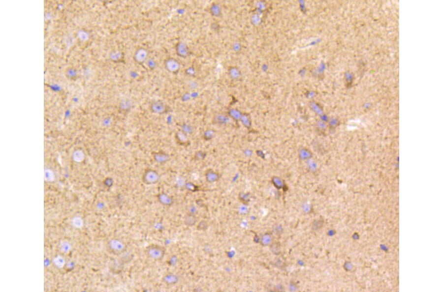 Immunohistochemistry - Anti-LRP1 Antibody (A10963) - Antibodies.com