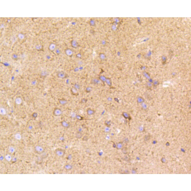 Immunohistochemistry - Anti-LRP1 Antibody (A10963) - Antibodies.com
