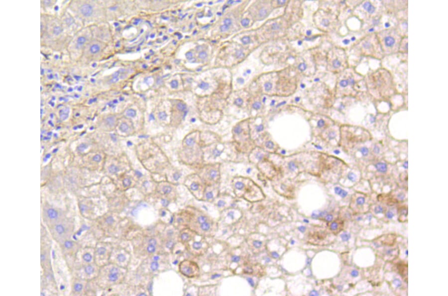 Immunohistochemistry - Anti-LRP1 Antibody (A10963) - Antibodies.com