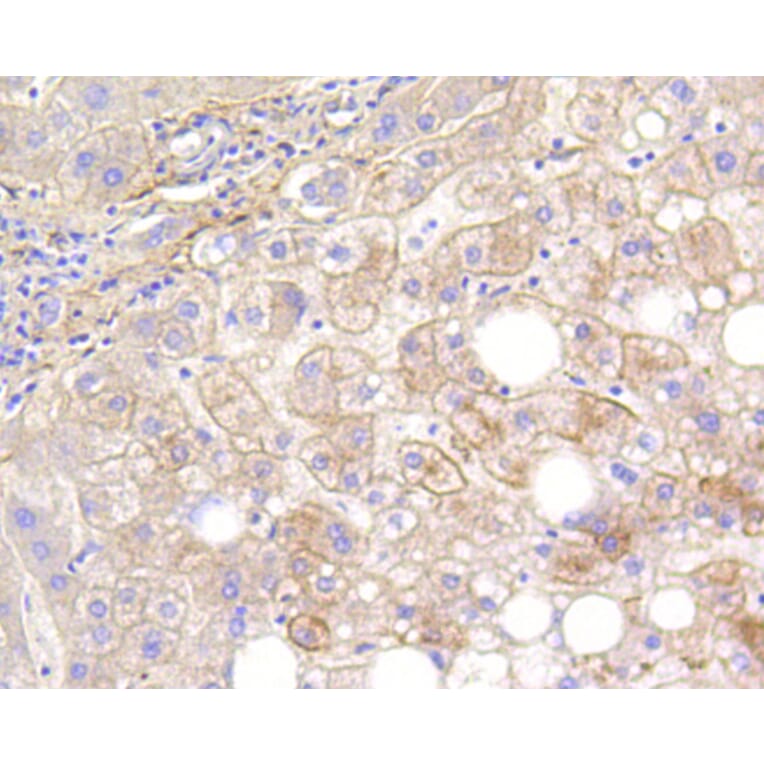 Immunohistochemistry - Anti-LRP1 Antibody (A10963) - Antibodies.com