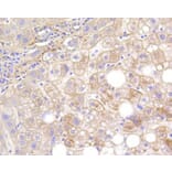 Immunohistochemistry - Anti-LRP1 Antibody (A10963) - Antibodies.com