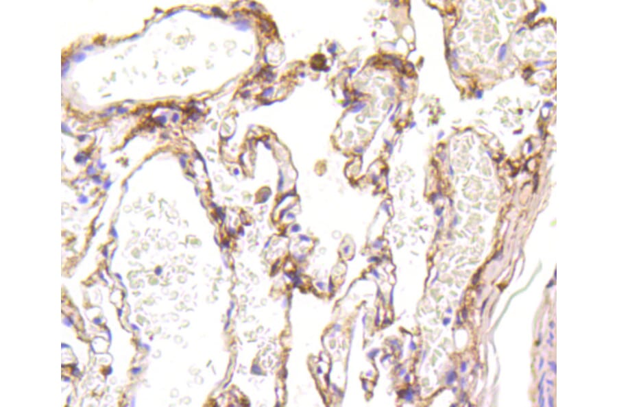 Immunohistochemistry - Anti-LRP1 Antibody (A10963) - Antibodies.com