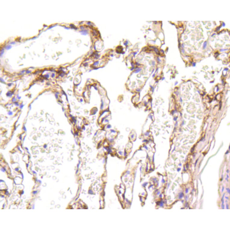 Immunohistochemistry - Anti-LRP1 Antibody (A10963) - Antibodies.com