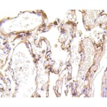Immunohistochemistry - Anti-LRP1 Antibody (A10963) - Antibodies.com