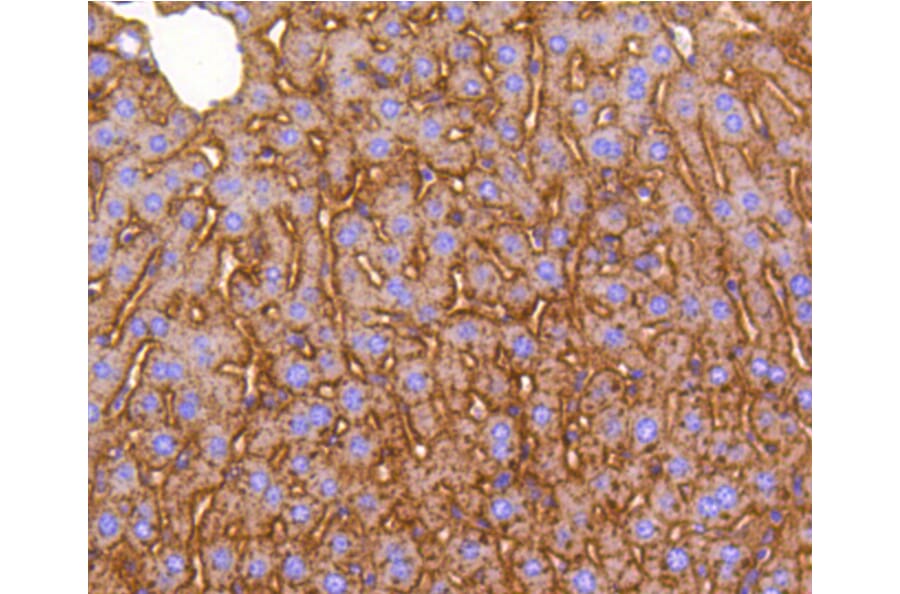 Immunohistochemistry - Anti-LRP1 Antibody (A10963) - Antibodies.com