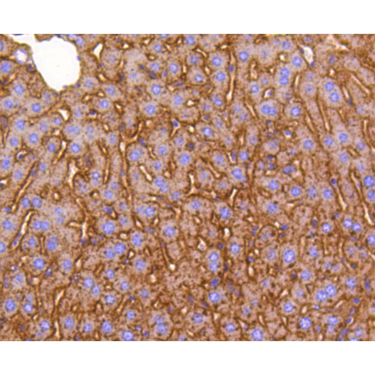 Immunohistochemistry - Anti-LRP1 Antibody (A10963) - Antibodies.com
