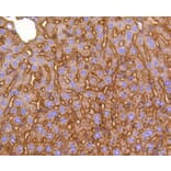 Immunohistochemistry - Anti-LRP1 Antibody (A10963) - Antibodies.com