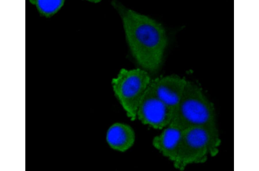 Immunofluorescence - Anti-LRP1 Antibody (A10963) - Antibodies.com
