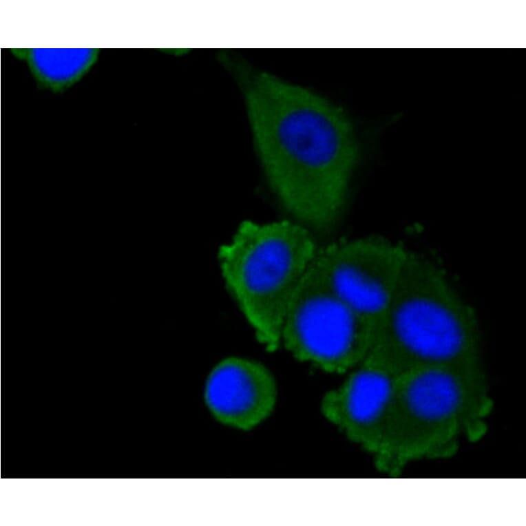 Immunofluorescence - Anti-LRP1 Antibody (A10963) - Antibodies.com