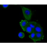 Immunofluorescence - Anti-LRP1 Antibody (A10963) - Antibodies.com
