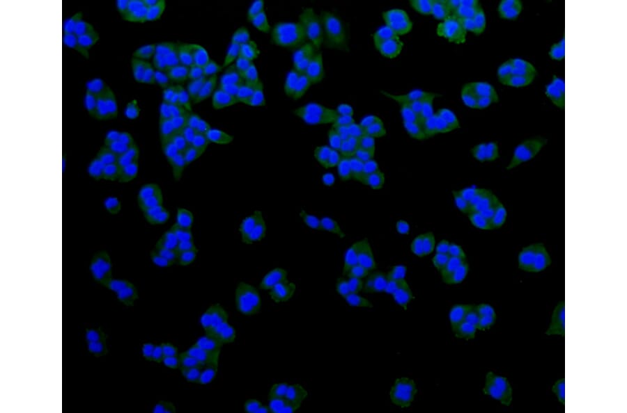 Immunofluorescence - Anti-LRP1 Antibody (A10963) - Antibodies.com