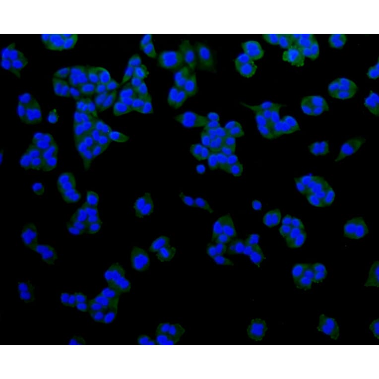 Immunofluorescence - Anti-LRP1 Antibody (A10963) - Antibodies.com