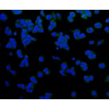 Immunofluorescence - Anti-LRP1 Antibody (A10963) - Antibodies.com