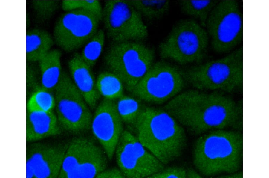 Immunofluorescence - Anti-LRP1 Antibody (A10963) - Antibodies.com