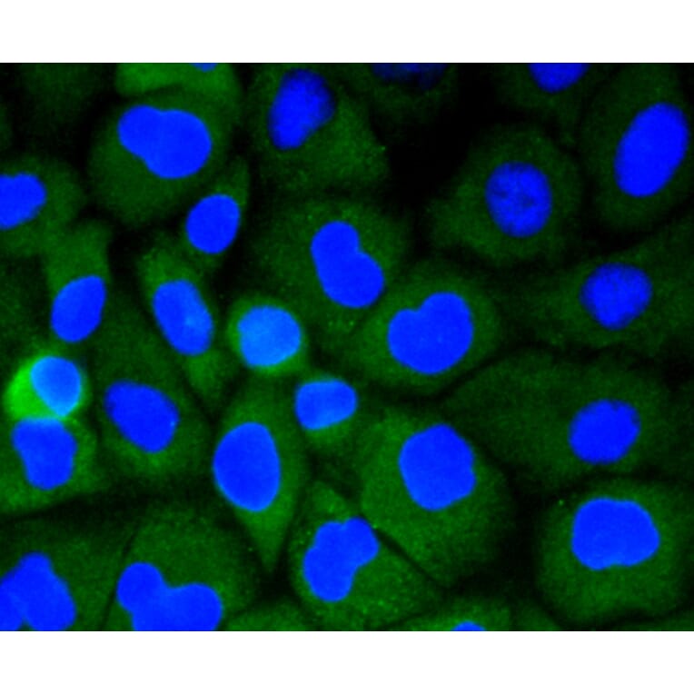 Immunofluorescence - Anti-LRP1 Antibody (A10963) - Antibodies.com