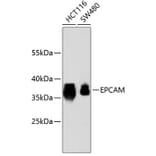 Western Blot - Anti-EPCAM Antibody (A10978) - Antibodies.com