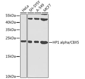 Western Blot - Anti-HP1 alpha Antibody (A13174) - Antibodies.com