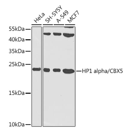 Western Blot - Anti-HP1 alpha Antibody (A13174) - Antibodies.com