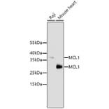 Western Blot - Anti-MCL1 Antibody (A10993) - Antibodies.com