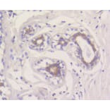 Immunohistochemistry - Anti-MCL1 Antibody (A10993) - Antibodies.com