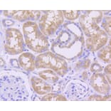 Immunohistochemistry - Anti-MCL1 Antibody (A10993) - Antibodies.com