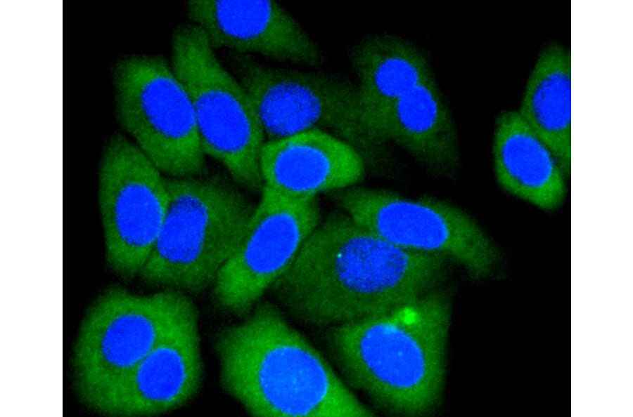 Immunofluorescence - Anti-MCL1 Antibody (A10993) - Antibodies.com