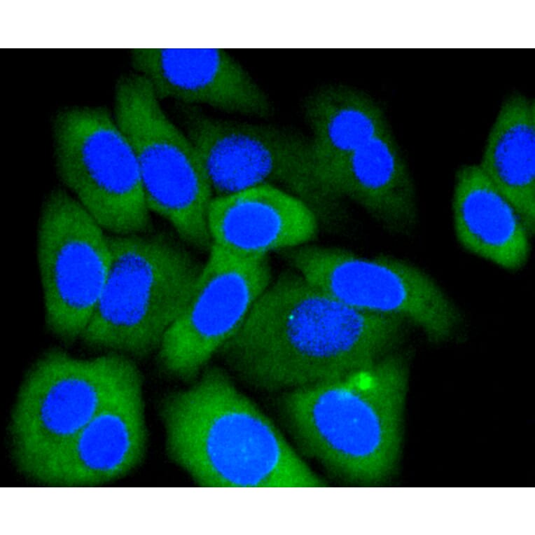 Immunofluorescence - Anti-MCL1 Antibody (A10993) - Antibodies.com