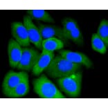 Immunofluorescence - Anti-MCL1 Antibody (A10993) - Antibodies.com