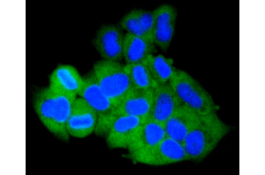 Immunofluorescence - Anti-MCL1 Antibody (A10993) - Antibodies.com