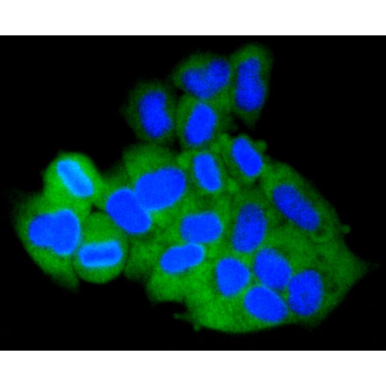 Immunofluorescence - Anti-MCL1 Antibody (A10993) - Antibodies.com