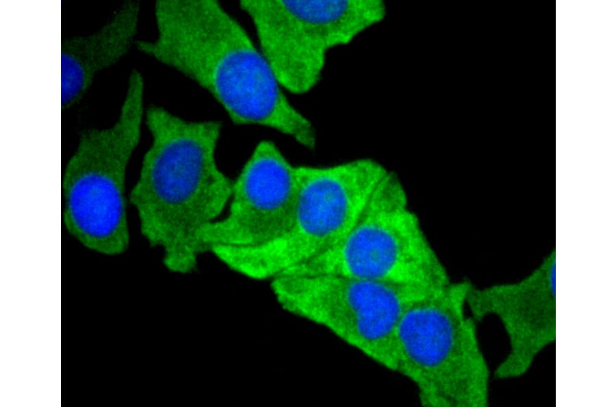 Immunofluorescence - Anti-MCL1 Antibody (A10993) - Antibodies.com