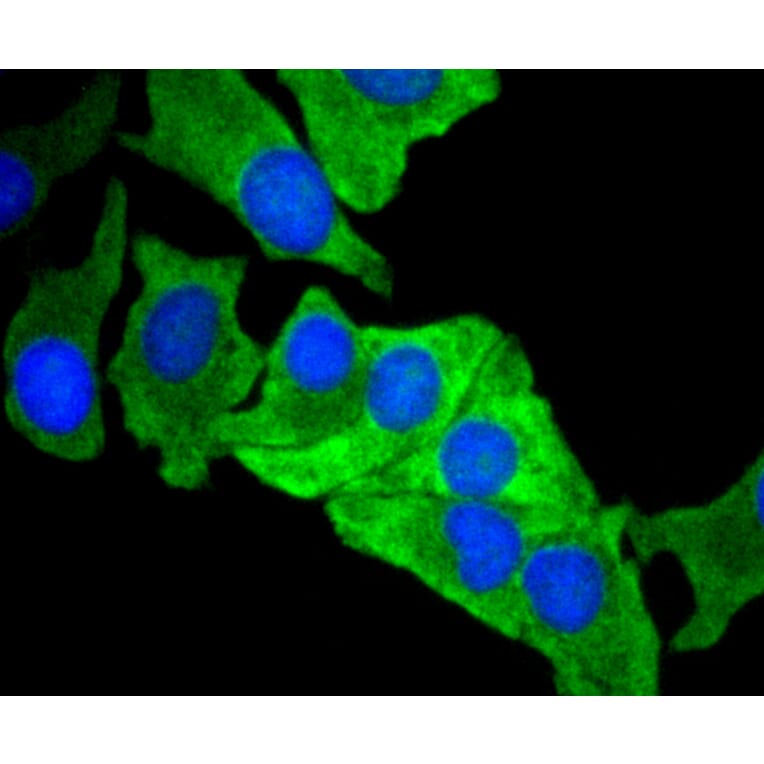 Immunofluorescence - Anti-MCL1 Antibody (A10993) - Antibodies.com