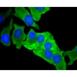 Immunofluorescence - Anti-MCL1 Antibody (A10993) - Antibodies.com